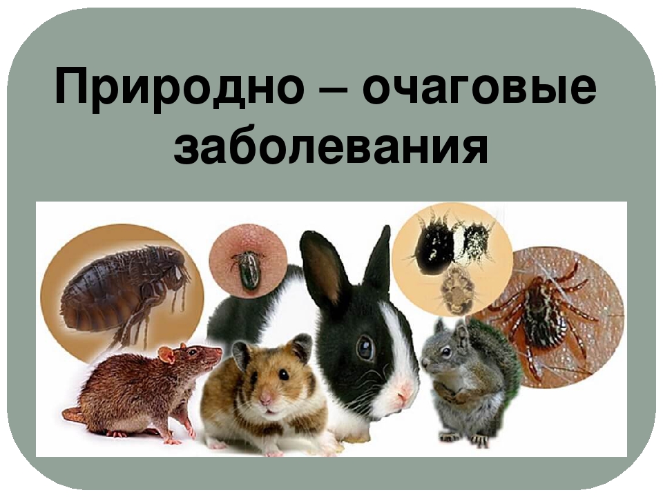 Природно-очаговые инфекции и меры их профилактики.
