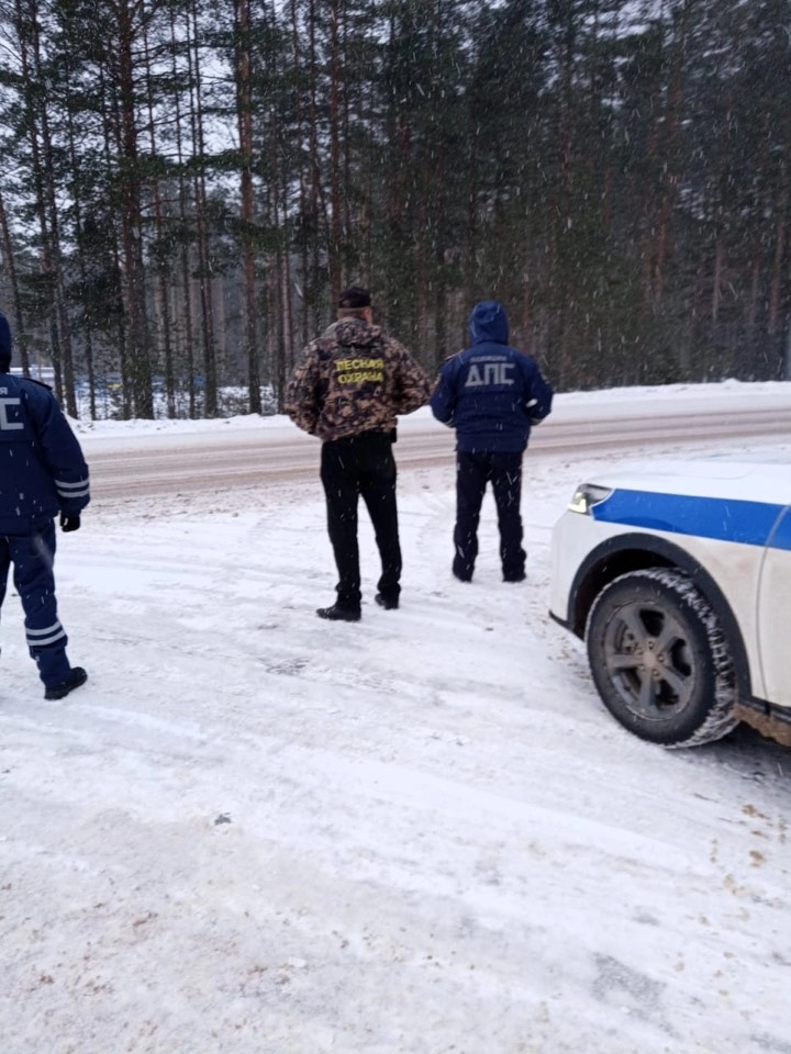 В Хвойнинском муниципальном округе работники ГОКУ «Хвойнинское лесничество» ведут патрулирование в рамках осуществления лесной охраны. Рейды проводятся совместно с сотрудниками ОМВД России по Хвойнинскому району.