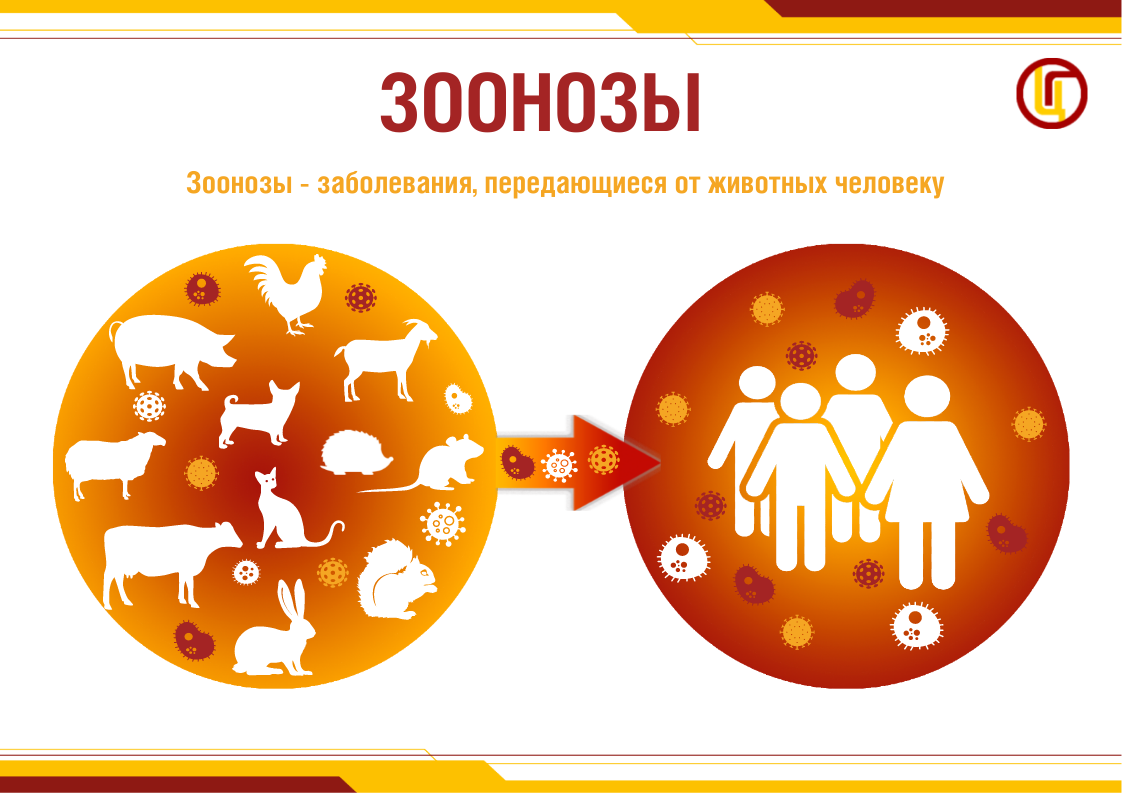 Уважаемые жители Хвойнинского округа, соблюдайте необходимые  меры профилактики, с целью недопущения распространения инфекций  общих для человека и животных!.