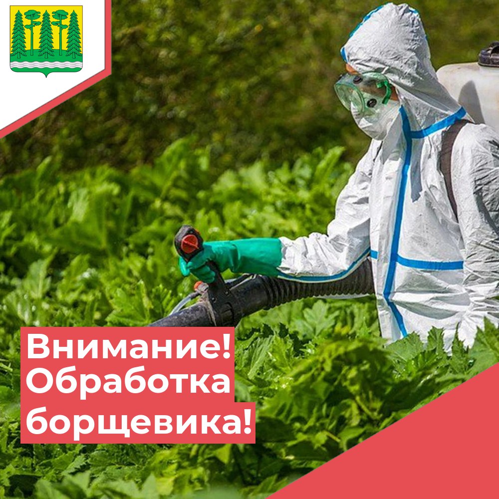 Уважаемые жители и гости Хвойнинского округа! Сообщаем о проведении работ по уничтожению борщевика Сосновского!.