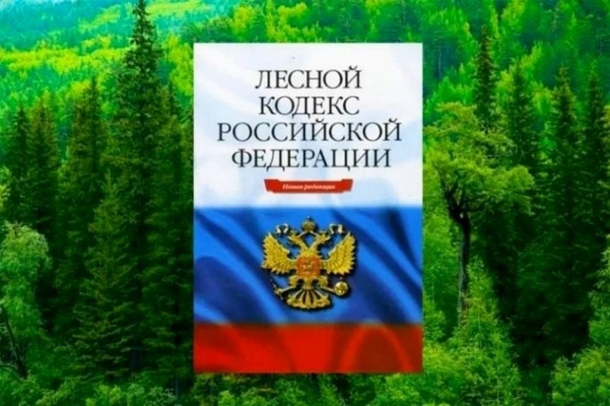 После вмешательства Новгородской транспортной прокуратуры устранены нарушения лесного законодательства..