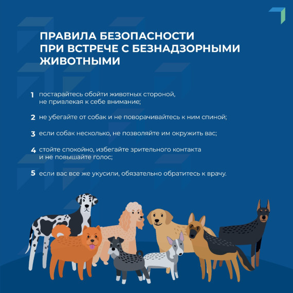 Памятка о порядке действий при обнаружении безнадзорных животных. Памятка о порядке действий при обнаружении безнадзорных животных.