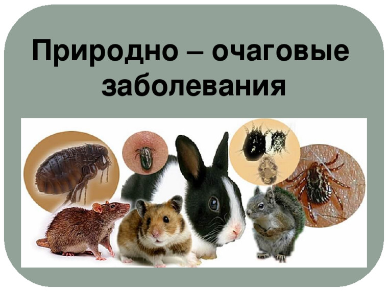 Природно-очаговые инфекции и меры их профилактики. Природно-очаговые инфекции и меры их профилактики.